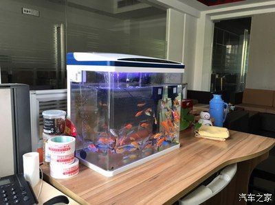 金龍魚20厘米用多大魚缸（飼養(yǎng)20厘米的金龍魚，魚缸的最小尺寸應(yīng)該是長(zhǎng)度120厘米）