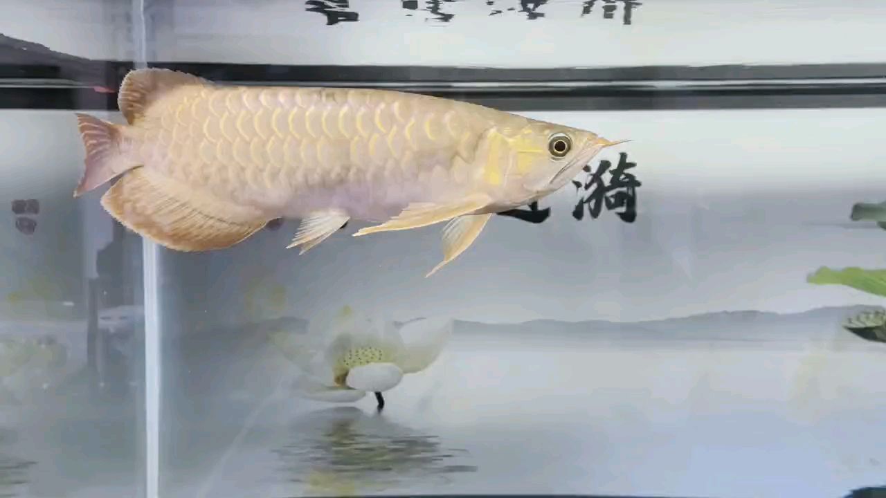 堅(jiān)持愛好（開心過好每一天，喂魚）