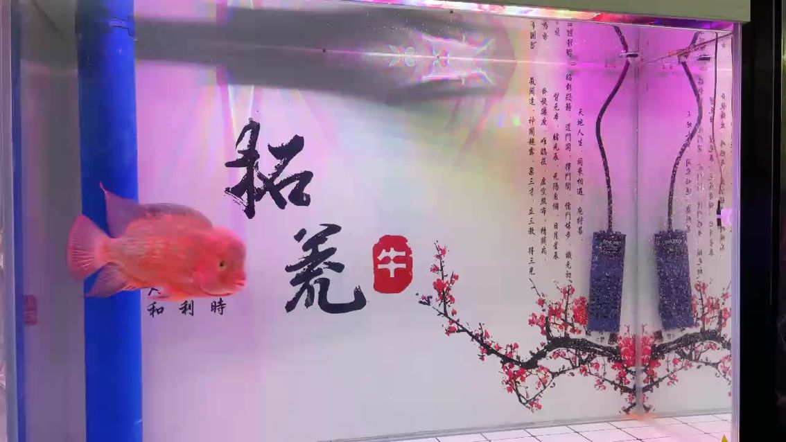 回老家了，沒喂幾天，頭漲一點(diǎn)點(diǎn)[jingkong]（回老家了，沒喂幾天）