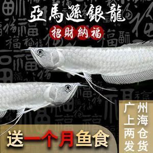 金龍魚活魚價(jià)格查詢（金龍魚價(jià)格一般多少一斤）