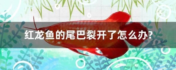 金龍魚睡覺(jué)是靜止的么（金龍魚在睡覺(jué)時(shí)并不是完全靜止的）