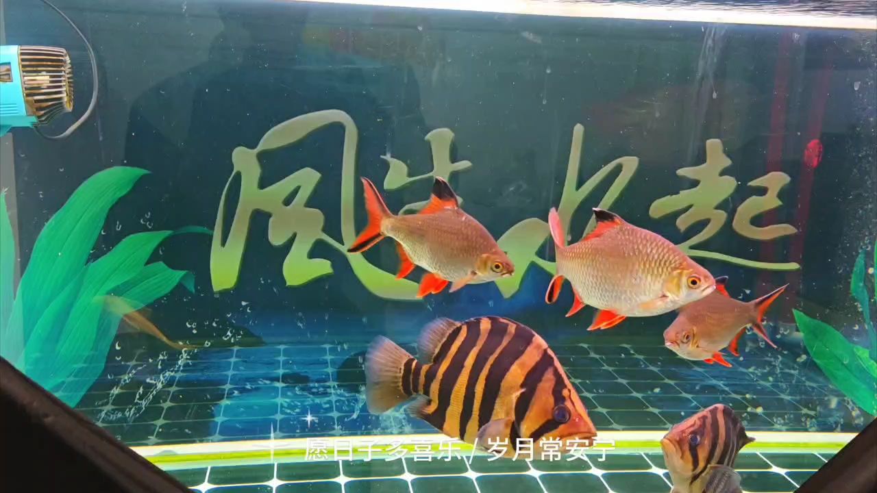 打卡（小芃先生評論：混養(yǎng)打架嗎,二次元d中之d評論） 觀賞魚論壇