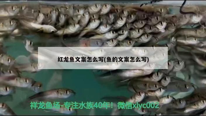 紅龍魚(yú)文案怎么寫(xiě)（紅龍魚(yú)養(yǎng)殖技巧） 龍魚(yú)百科 第3張