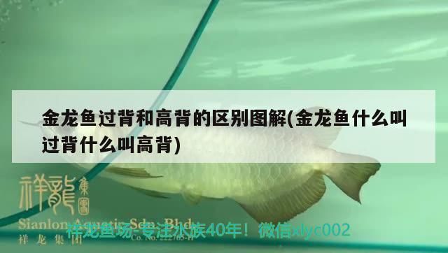 金龍魚高背和過背有什么區(qū)別 圖（過背金龍魚與高背金龍魚的區(qū)別） 龍魚百科 第2張