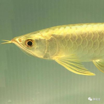 金龍魚適合的水質（金龍魚水質管理技巧） 龍魚百科 第4張