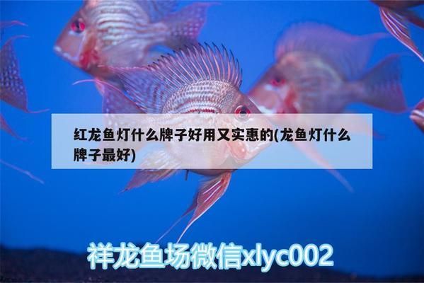 紅龍魚與什么魚混養(yǎng)最佳（與紅龍魚混養(yǎng)的幾種魚類） 龍魚百科 第4張