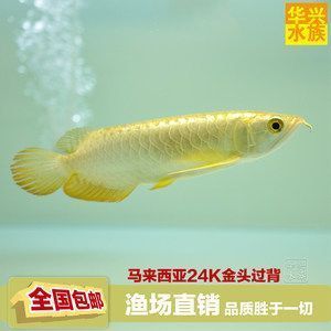 金龍魚掛畫寓意好嗎（金龍魚國畫的收藏價值如何金龍魚掛畫的風水布局技巧） 龍魚百科 第3張