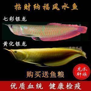 黃化龍魚百度百科（黃化龍魚養(yǎng)殖技術分享黃化龍魚飼養(yǎng)環(huán)境要求）