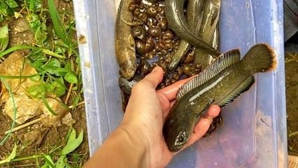 雷龍魚怎么抓（捕捉雷龍魚的方法和注意事項） 龍魚百科 第3張