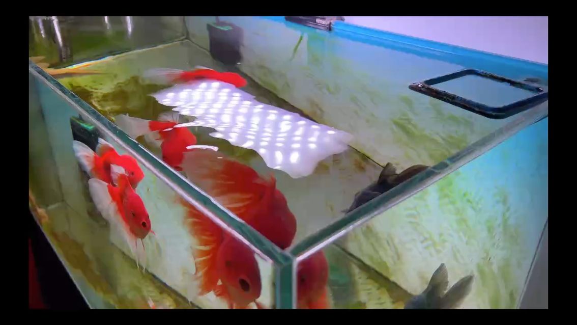 翡翠飄花缸（帷藝水族評論：哇冰冰糯糯的,北京老寧評論：很棒） 觀賞魚論壇