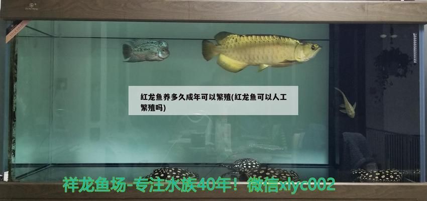 紅龍魚(yú)養(yǎng)多久成年可以繁殖了（紅龍魚(yú)從幼魚(yú)成長(zhǎng)為成年個(gè)體并具備繁殖能力） 龍魚(yú)百科 第3張