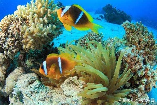 熱帶魚魚缸怎么裝飾（熱帶魚缸水草養(yǎng)護技巧） 龍魚百科 第6張