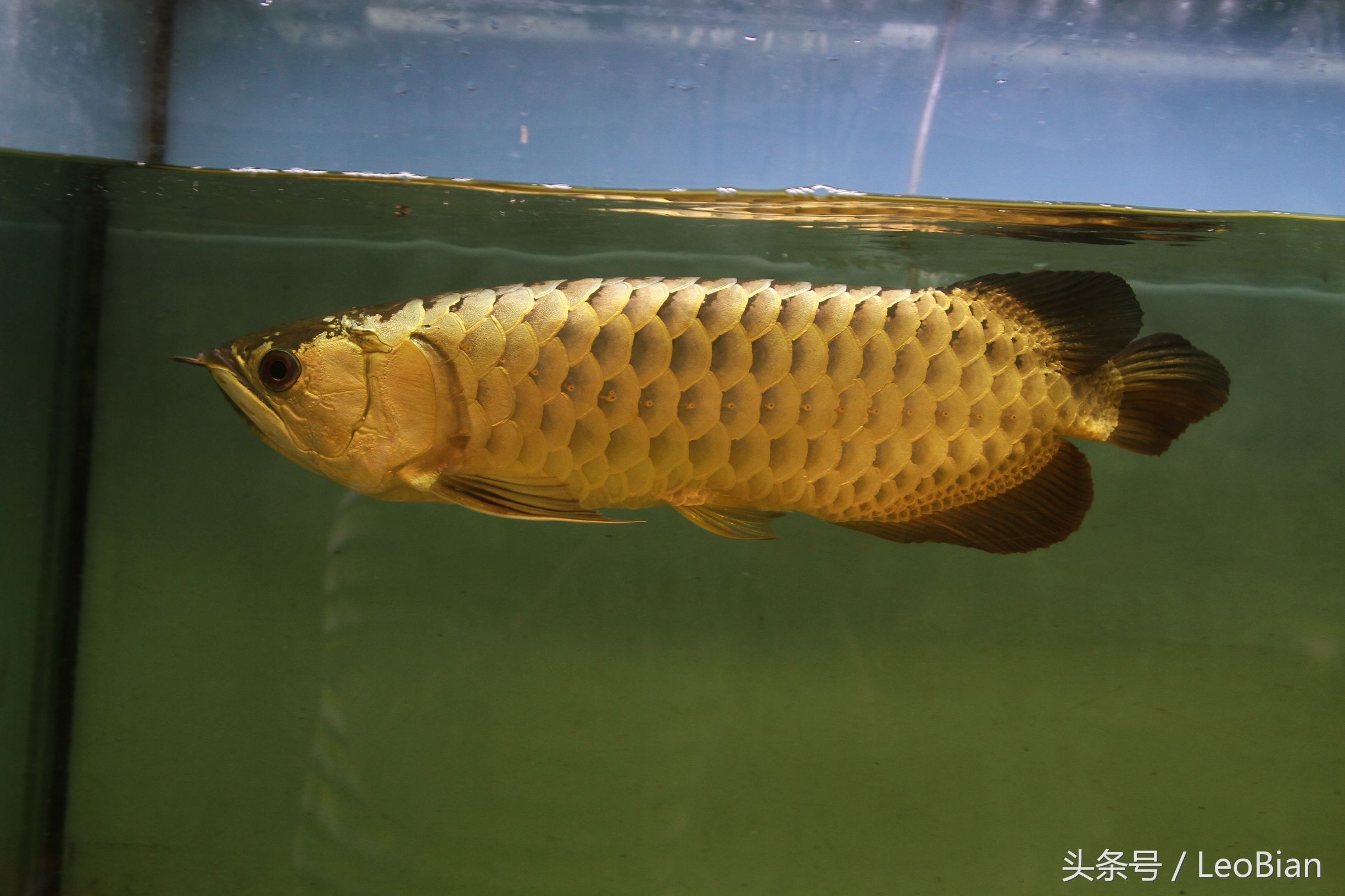 金龍魚底色什么時(shí)候能看出來(lái)（金龍魚底色的顯現(xiàn)時(shí)間） 龍魚百科 第5張