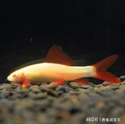 白子銀龍魚苗最佳喂食時間（白子銀龍魚苗最佳喂食時間是什么時候白子銀龍魚苗喂食頻率會受影響） 水族問答