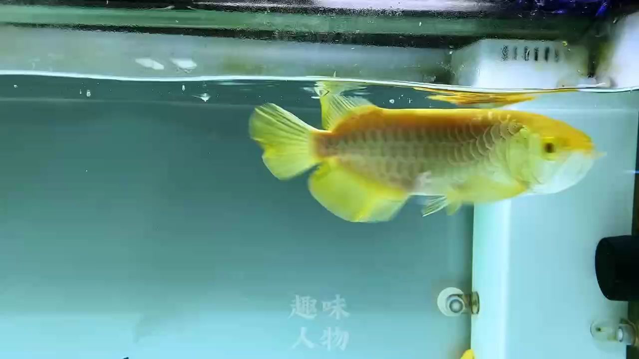 以一敵百不為過（以一敵百不為過,小伙不帥） 觀賞魚論壇