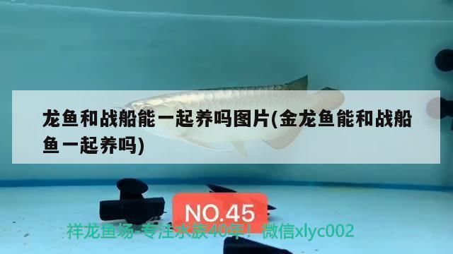 龍魚和戰(zhàn)船一起養(yǎng)幾條合適呢（如何判斷龍魚戰(zhàn)船混養(yǎng)是否和諧） 龍魚百科 第2張