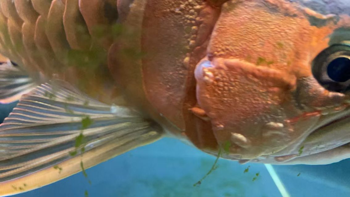 龍魚水泡治療（一個星期蔓延出來，這種一般是來自換水溫度控制水溫度控制） 觀賞魚論壇 第2張