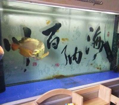 龍魚缸配什么底層魚好（龍魚缸底層魚混養(yǎng)注意事項）