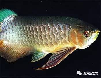 龍魚混養(yǎng)喂食問題嚴(yán)重嗎（如何判斷龍魚混養(yǎng)水質(zhì)管理技巧） 龍魚百科 第3張