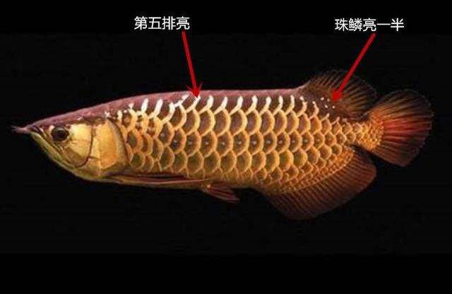 什么是b過背金龍魚產(chǎn)品（b過背金龍魚與高背金龍魚的區(qū)別） 龍魚百科 第4張