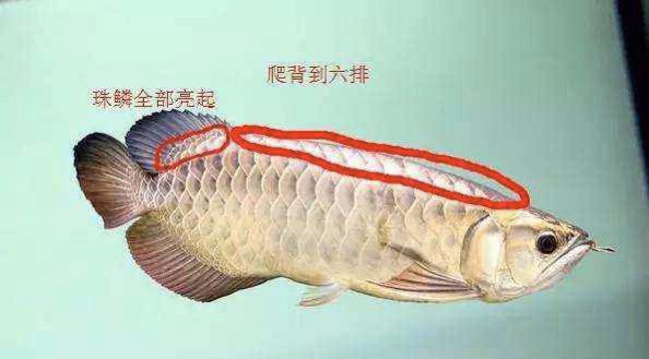 什么是b過背金龍魚產(chǎn)品（b過背金龍魚與高背金龍魚的區(qū)別） 龍魚百科 第5張