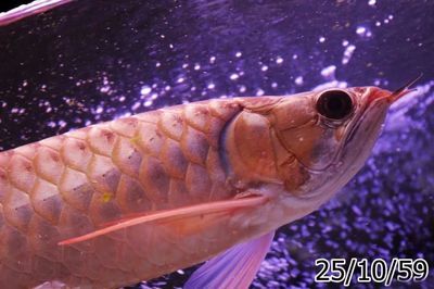 龍魚碼查詢（如何查詢龍魚芯片）