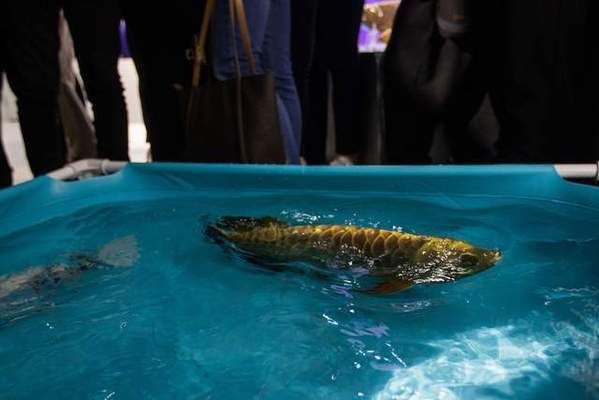 金龍魚(yú)高端會(huì)所（連云港高端會(huì)所排名） 龍魚(yú)百科 第4張