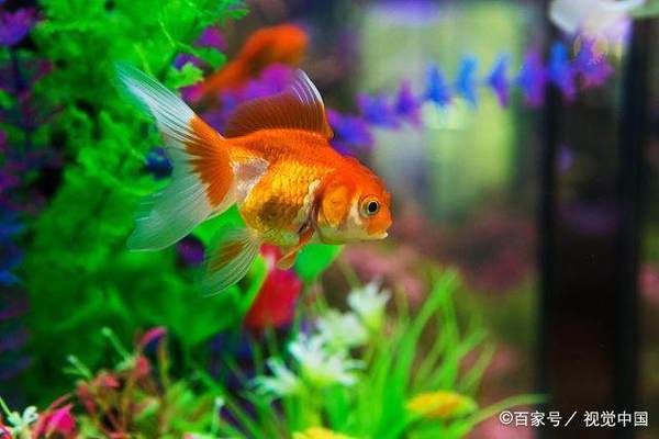 魚(yú)缸換水時(shí)加點(diǎn)什么好（如何自制魚(yú)缸水質(zhì)穩(wěn)定劑氨解毒劑的使用方法）