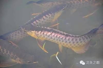 龍魚來自哪個(gè)國家的（亞馬遜龍魚與亞洲龍魚區(qū)別） 龍魚百科 第1張