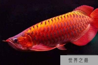 紅龍魚種類排名（紅龍魚品種排名，辣椒紅色全身而聞名，） 龍魚百科 第4張