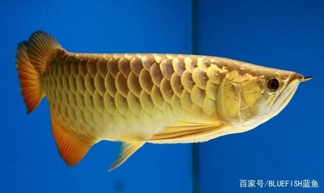 龍魚混養(yǎng)注意事項有哪些呢（龍魚混養(yǎng)注意事項）