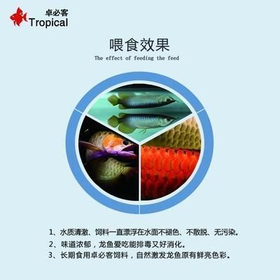 龍魚進(jìn)口手續(xù)流程（龍魚進(jìn)口手續(xù)流程是怎樣的？） 龍魚百科 第3張