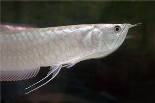 龍魚(yú)和什么魚(yú)搭配風(fēng)水好（龍魚(yú)與飛鳳魚(yú)混養(yǎng)技巧）