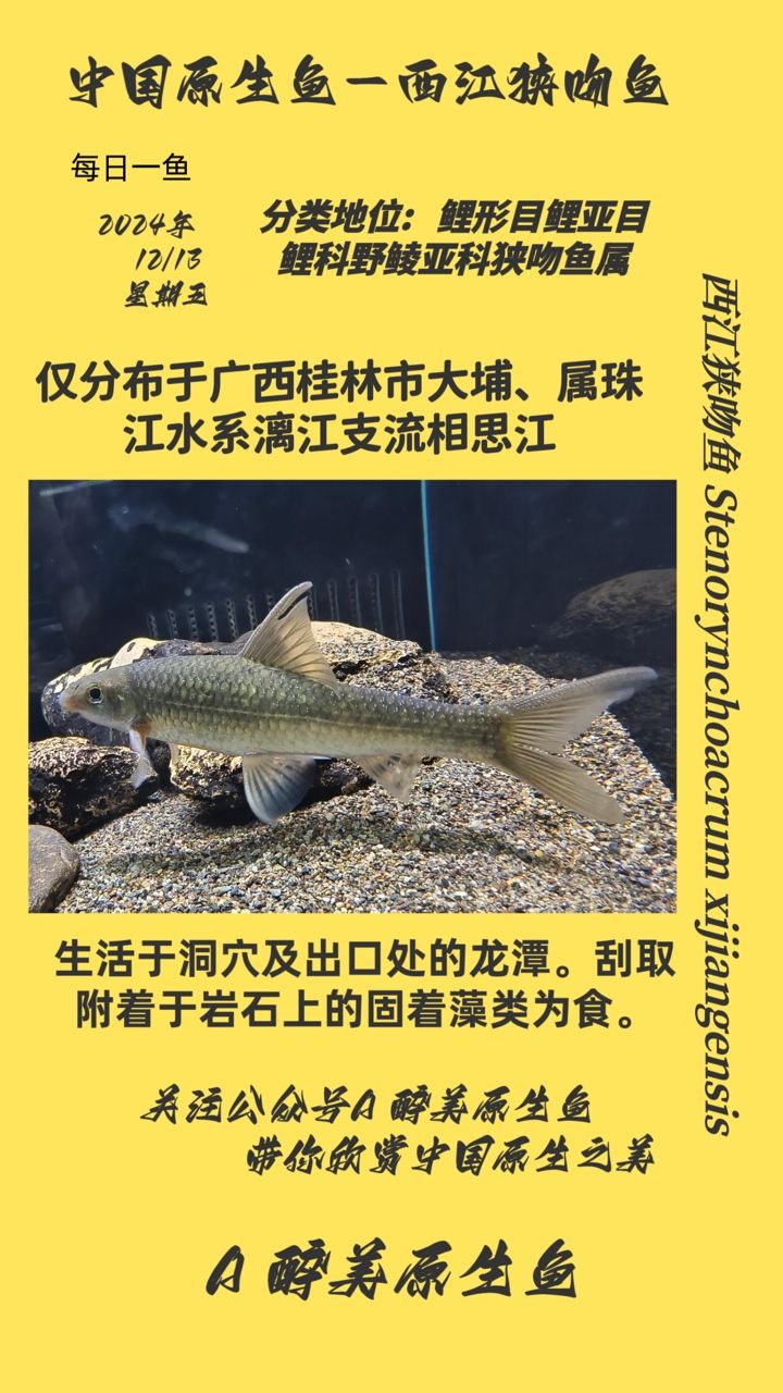 西江狹吻魚(yú)（學(xué)習(xí)西江,啊哦咿嗚評(píng)論：學(xué)習(xí)西江,啊哦咿嗚評(píng)論） 觀賞魚(yú)論壇