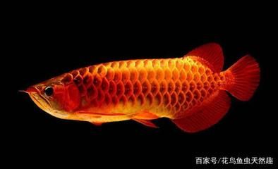 龍魚可以和招財(cái)魚一起養(yǎng)嗎（龍魚和招財(cái)魚在水質(zhì)需求上存在一定的差異，龍魚招財(cái)魚混養(yǎng)的食物搭配）