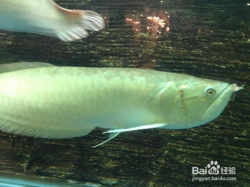 龍魚(yú)的飼養(yǎng)方法和注意事項(xiàng)有哪些呢（龍魚(yú)作為一種珍貴的觀賞魚(yú)） 龍魚(yú)百科 第3張