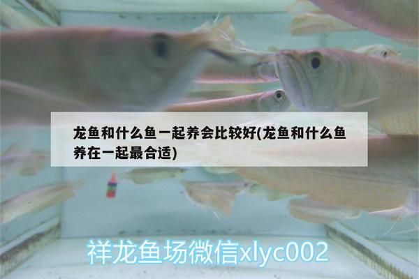 龍魚和什么魚一起養(yǎng)會(huì)比較好養(yǎng)活（龍魚混養(yǎng)對(duì)水質(zhì)的具體要求） 龍魚百科 第1張