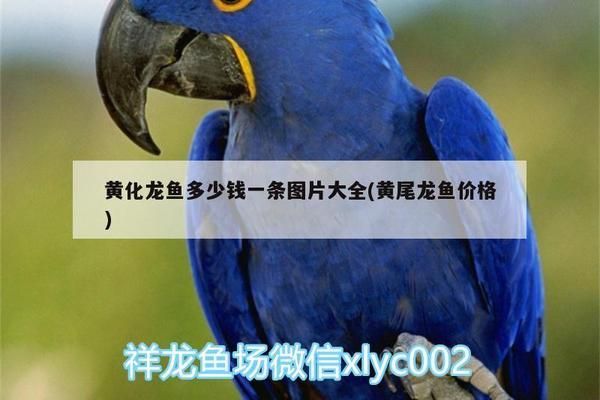 黃化龍魚23厘米價(jià)格（紅龍魚與黃化龍魚的區(qū)別，）