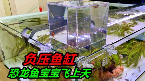 恐龍魚不進(jìn)食什么原因（如何判斷恐龍魚生?。?龍魚百科 第1張