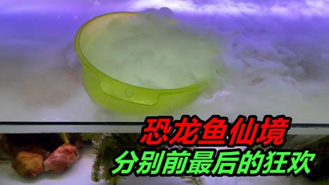 恐龍魚(yú)不進(jìn)食什么原因（如何判斷恐龍魚(yú)生?。? title=