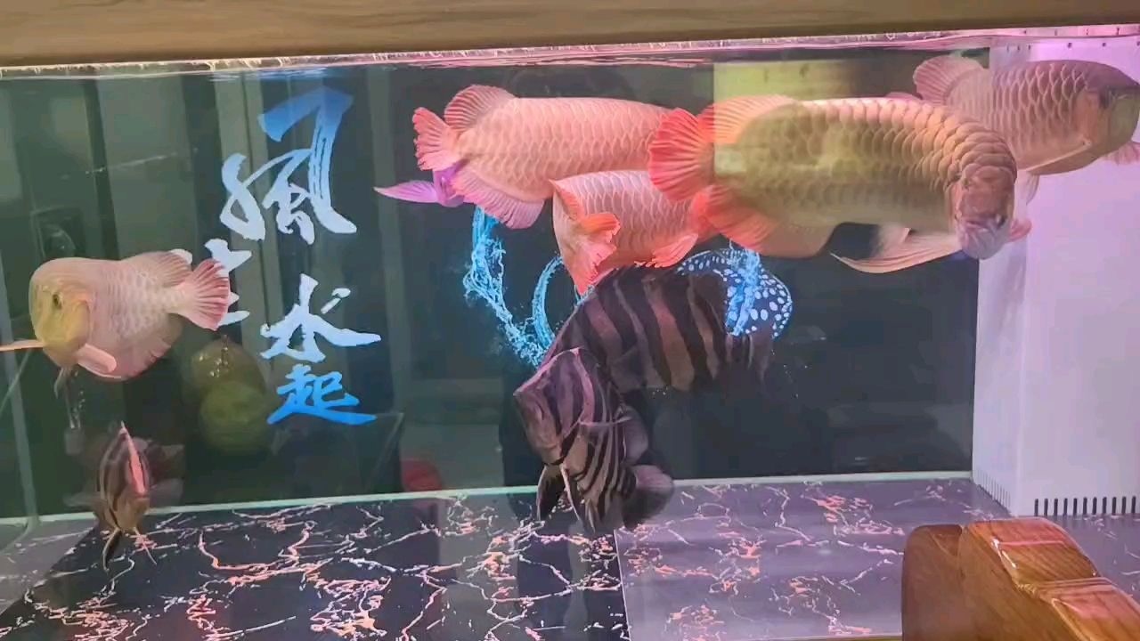 這龍魚還能再紅嗎？（廣東精神病研究中心評論：沒開側(cè)燈，白底養(yǎng)的龍魚，剛剛換為黑底）