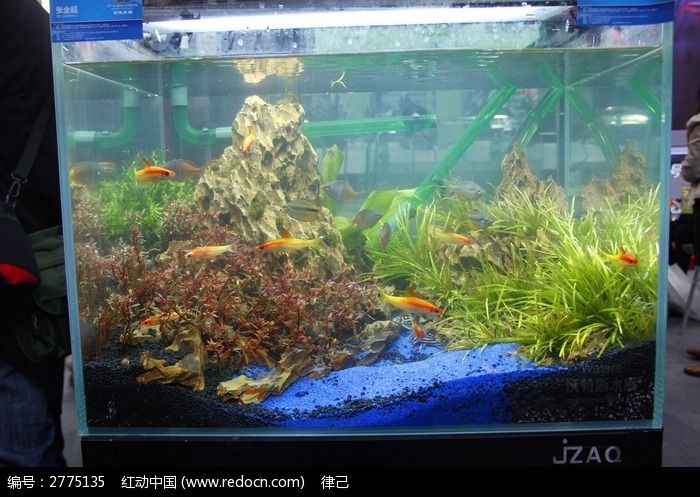 魚缸相片（魚缸裝飾品購買指南客廳魚缸布置技巧室內(nèi)魚缸裝修效果圖） 龍魚百科 第4張