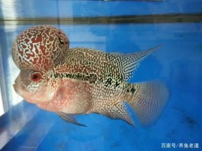 龍魚換水需要困水嗎多久（龍魚換水前后注意事項(xiàng)） 龍魚百科 第4張