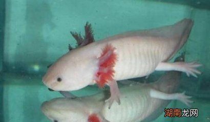 龍魚可以喂魚肉嗎（龍魚可以喂魚肉但需要注意以下幾點(diǎn)龍魚可以喂魚肉） 龍魚百科 第1張