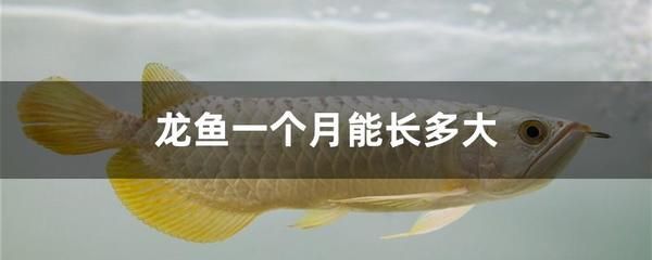 龍魚老頭魚的辨別方法（龍魚老頭魚的飼養(yǎng)技巧） 龍魚百科 第5張