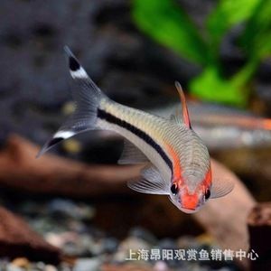 一眉道人魚苗（一眉道人魚苗的養(yǎng)殖要點） 龍魚百科 第4張