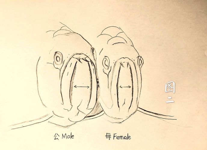 龍魚公母的區(qū)別（觀賞魚市場龍魚價格龍魚品種多樣性介紹龍魚公母的區(qū)別）