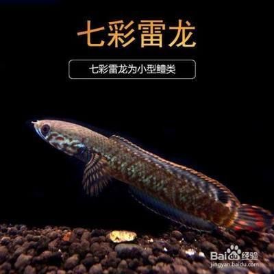 什么雷龍魚好養(yǎng)（適合初學(xué)者養(yǎng)殖的幾種雷龍魚品種） 龍魚百科 第3張