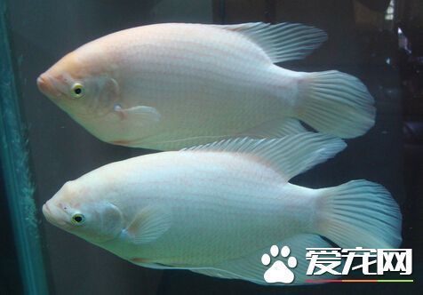 龍魚和招財(cái)能混養(yǎng)嗎（龍魚和招財(cái)魚可以混養(yǎng)嗎）