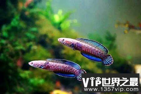 雷龍魚跟什么魚可以一起養(yǎng)（雷龍魚混養(yǎng)的注意事項） 龍魚百科 第4張